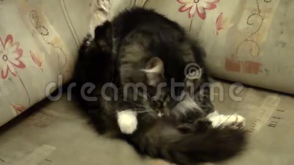 多情的毛茸茸的猫视频的预览图