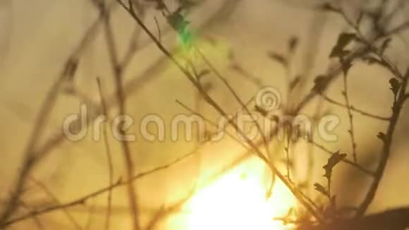 干燥的树枝上有白色的背景日落时的树枝自然景观特写生活方式太阳视频的预览图
