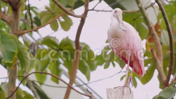 奇异的粉红鸟玫瑰视频的预览图