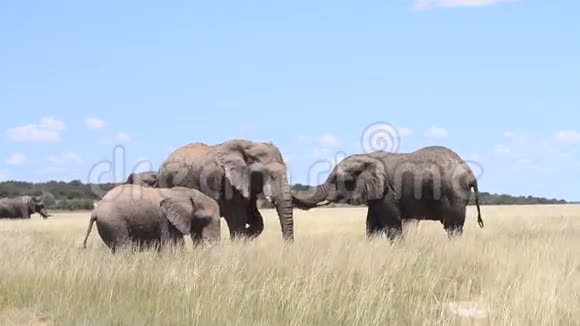大象在泥洞里玩耍视频的预览图