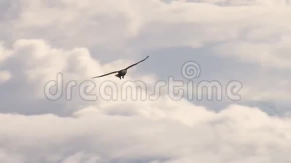 雄鹰翱翔在蓬松的白云间视频的预览图