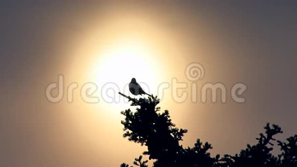 夕阳西下鸟儿在树梢鸣叫视频的预览图