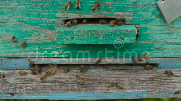 蜜蜂飞出蜂巢采集蜂蜜视频的预览图