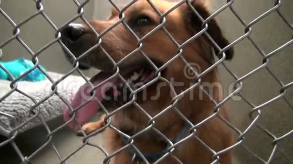 可爱的狗坐在动物收容所的笼子里视频的预览图