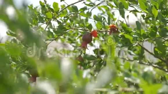 石榴兰在阳光明媚的夏日视频的预览图