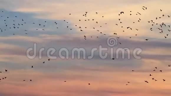鸟儿在晚上朝不同的方向飞视频的预览图
