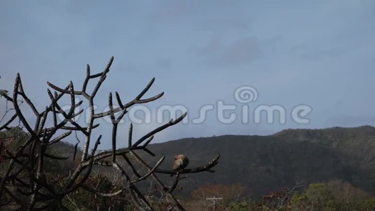 栖息在弗兰吉帕尼树上的地鸽视频的预览图