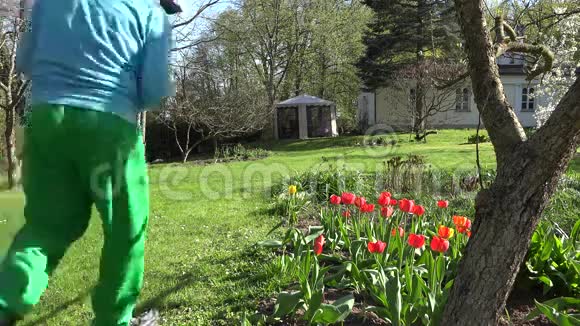 园丁在春天的花园里采摘郁金香花4K视频的预览图