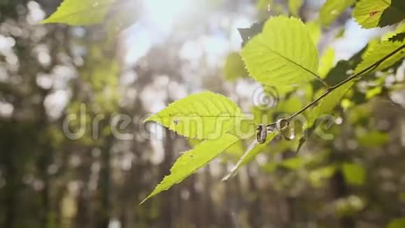结婚戒指挂在森林的树枝上视频的预览图