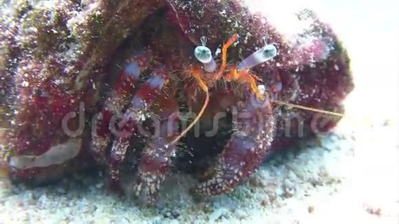 五颜六色的寄居蟹在海底漫步视频的预览图