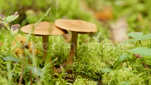 靠近森林里的两个蘑菇视频的预览图