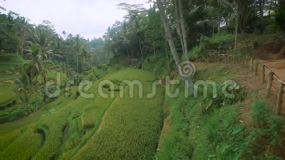 在梯级的斜坡上田间种植水稻等植物农业领域的异常领土视频的预览图