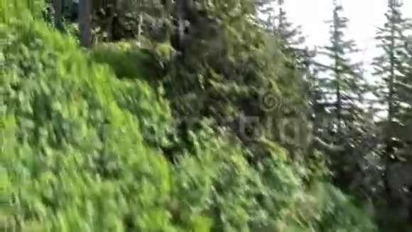 滑翔树梢短视频的预览图