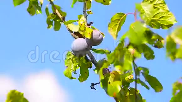 一枝带绿叶的李子果实视频的预览图