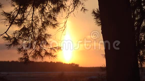 太阳照亮了云杉的枝条冬天森林里炽热的夕阳太阳闪耀着雪花冬天的风景视频的预览图
