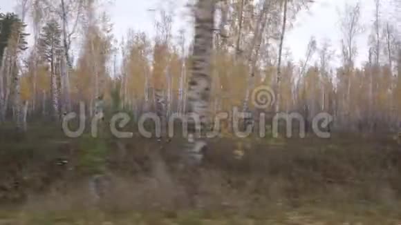 秋天的森林景观从一辆移动的汽车的窗户拍摄在一个阴天视频的预览图