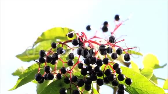 挂在树上的黑莓视频的预览图