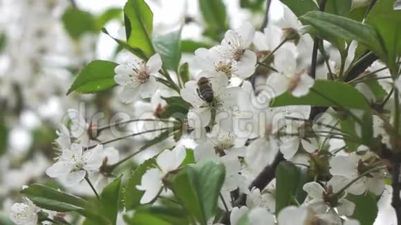 蜜蜂飞到落英树慢动作视频的预览图