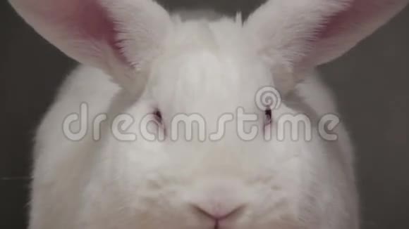 用红眼睛闭上白兔视频的预览图