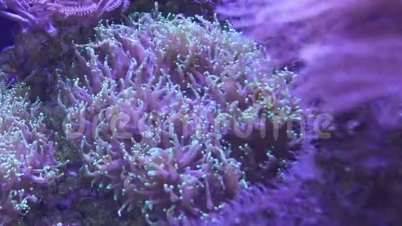 美丽的海洋花脉冲珊瑚或带珊瑚和鱼的水下世界撞击锡尼亚视频的预览图
