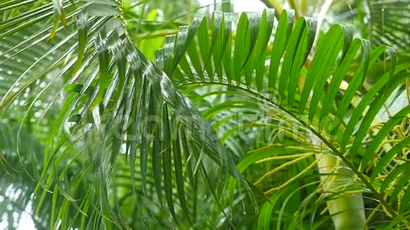热带岛屿的湿雨棕榈叶被风吹动慢动作1920x1080视频的预览图