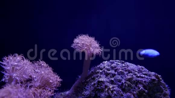 美丽的海洋花脉冲珊瑚或带珊瑚和鱼的水下世界撞击锡尼亚视频的预览图