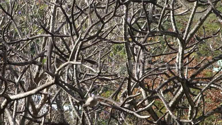 栖息在弗兰吉帕尼树上的地鸽视频的预览图