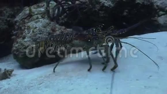 甲壳类动物沿着海底行走视频的预览图