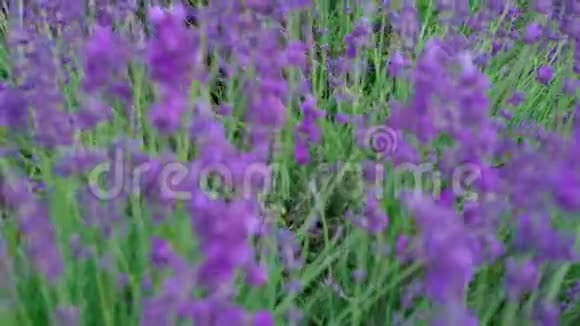 关闭倾斜拍摄的薰衣草花克里米亚的薰衣草草花在日出时随风摇曳视频的预览图