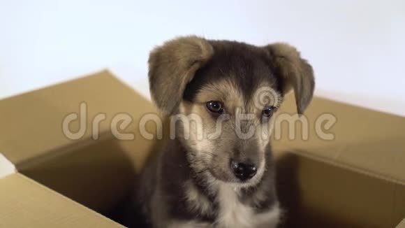 合上可爱的小狗坐在邮资箱里视频的预览图