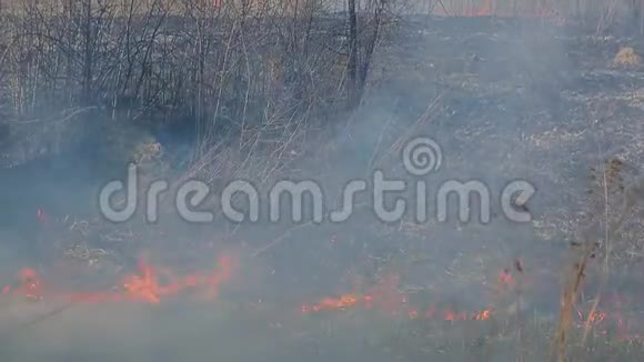 可能是森林火灾的后果干草燃烧只发芽的青草视频的预览图