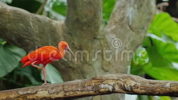几只美丽的红ibis为食物而战猩红伊比斯视频的预览图