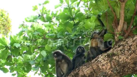 猴子妈妈和树上的小猴子视频的预览图