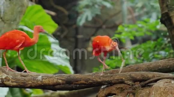 几只美丽的红ibis为食物而战猩红伊比斯视频的预览图