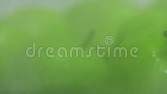 泼水在绿苹果上超级慢动作特写娃娃镜头视频的预览图