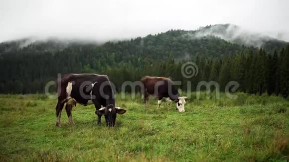 近山吃牛吃草视频的预览图