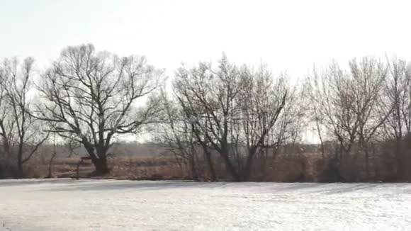 春天三月的风景全景光秃秃的树木生长在冰冻的河流附近视频的预览图