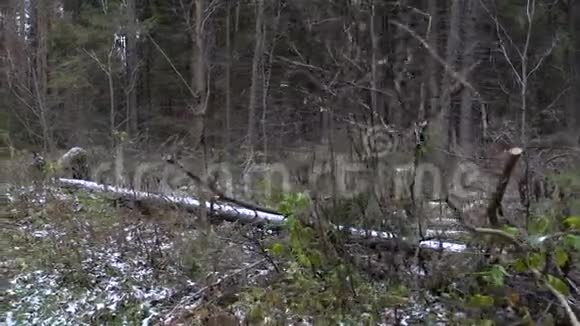 森林冻结混乱的视频视频的预览图