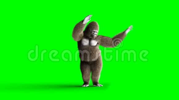 有趣的棕色大猩猩跳舞超级逼真的皮毛和头发绿屏4K动画视频的预览图