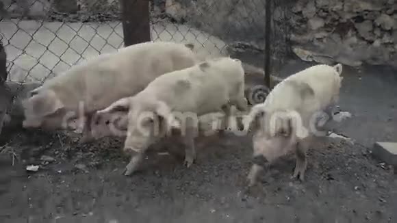 小猪偷偷溜出谷仓视频的预览图