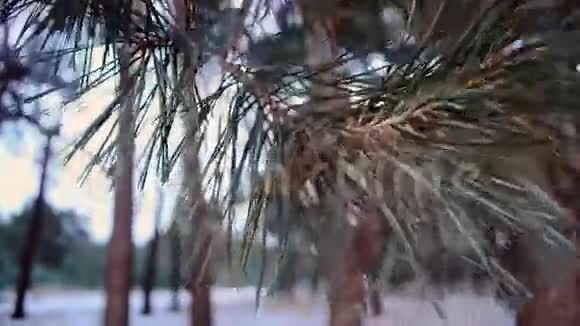 松枝上的松果在微风中摇摆特写冬天的雪林视频的预览图
