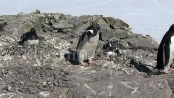 雄根图企鹅把石头放进插座把它们聚集在附近的巢穴里视频的预览图