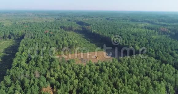 空中森林砍伐图伐木俯视图针叶林砍伐全景图视频的预览图