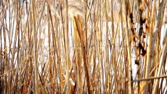 冬天在冰雪覆盖的冰湖背景下旧的干芦苇在风中摇曳视频的预览图
