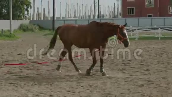 棕色的马用皮带行走视频的预览图