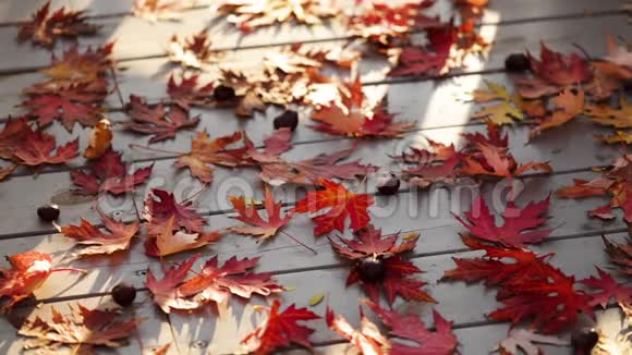 秋色灰色木质背景上的红色枫叶视频的预览图