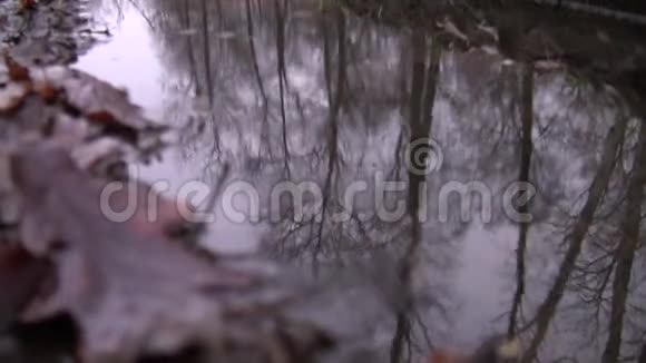 森林水坑中树木的倒影视频的预览图