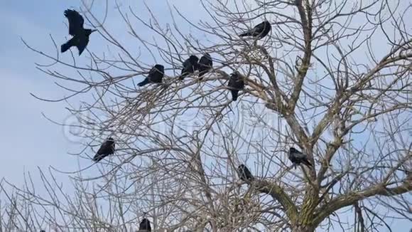 鸟黑乌鸦在一棵老树的树枝上户外白色背景剪影视频的预览图