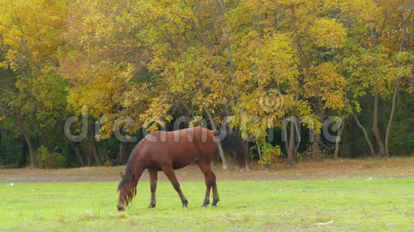 在绿色草地上放牧的马视频的预览图