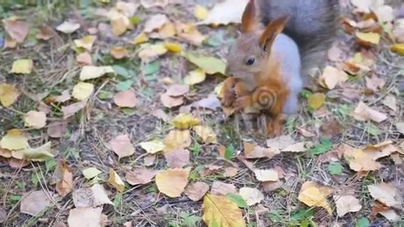美丽的松鼠在公园吃坚果视频的预览图